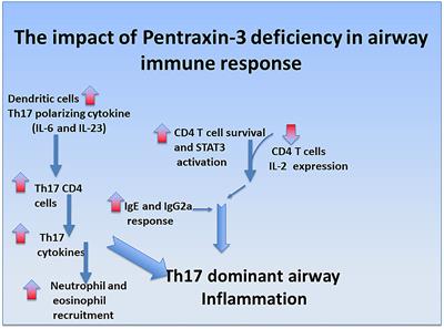New Insights on the Role of pentraxin-3 in Allergic Asthma